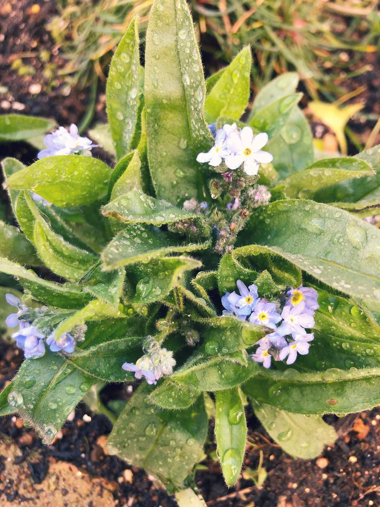 勿忘草 わすれなぐさ の投稿画像 By Akさん 21月2月4日 Greensnap グリーンスナップ