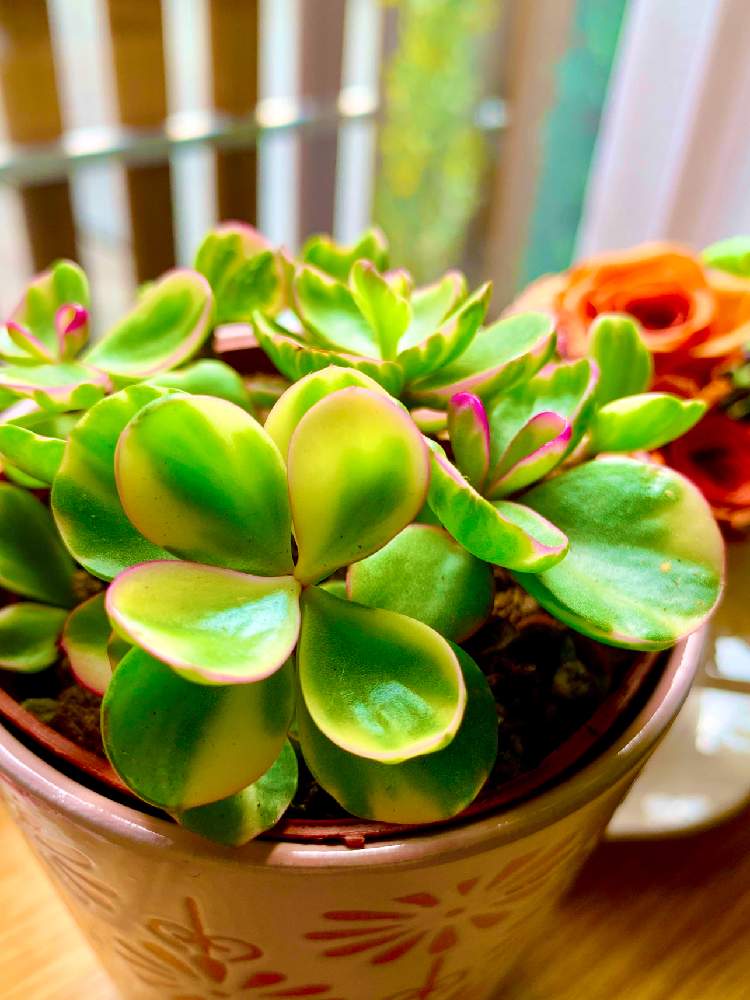 ポーチュラカリア雅楽の舞の投稿画像 By マミンさん 多肉植物とキレイ とおうち園芸とお部屋と多肉植物と鉢植えと花のある暮らしと可愛い 21月2月4日 Greensnap グリーンスナップ