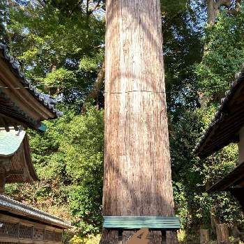 名所名跡の画像 by ペロさん | お出かけ先とスギと静岡と名所名跡と巨木古木の木曜日
