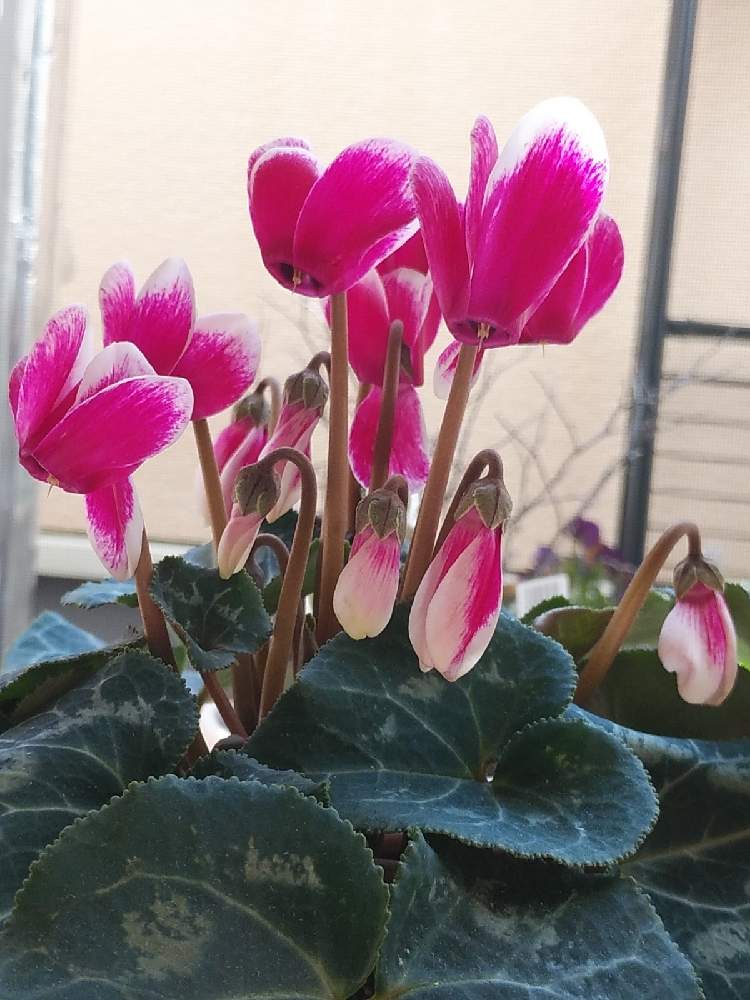 ガーデンシクラメン プチティアラの投稿画像 By じゅんさん 窓辺と華やかと夏越しガーデンシクラメンと癒し系と可愛いと花のある暮らしと華やかと夏越し ガーデンシクラメンと癒し系と可愛いと花のある暮らし 21月2月4日 Greensnap グリーンスナップ