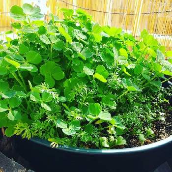 ニゲラ種の投稿画像一覧 Greensnap グリーンスナップ