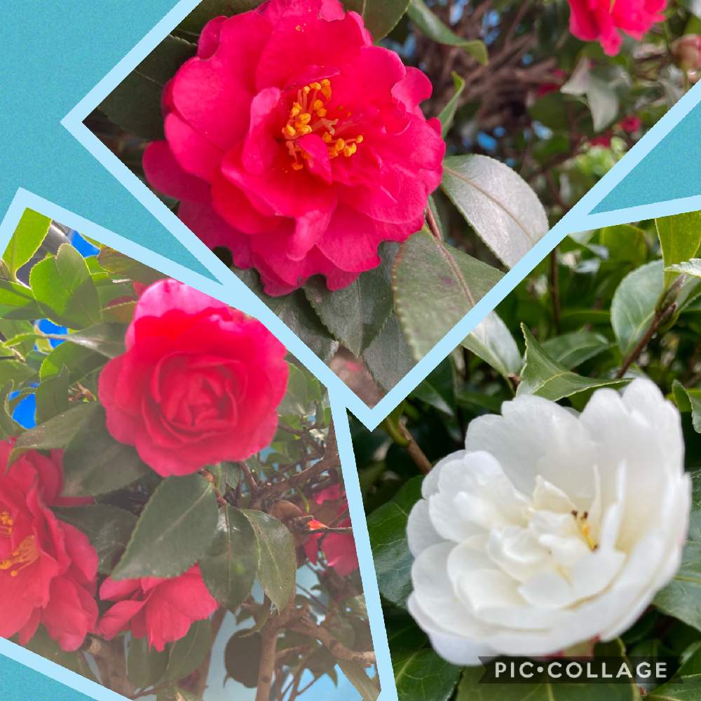 サザンカの投稿画像 By まるさん 寒椿と赤い花と白い花 21月2月4日 Greensnap グリーンスナップ