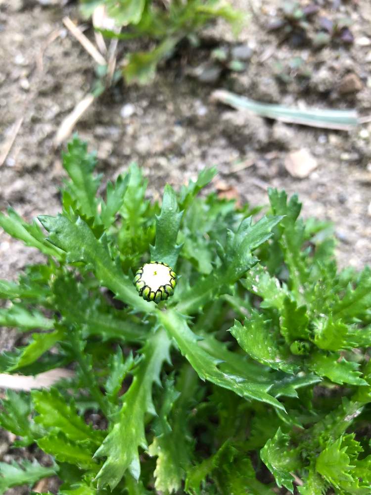 石雅のノースポール栽培記録 完 Greensnap グリーンスナップ