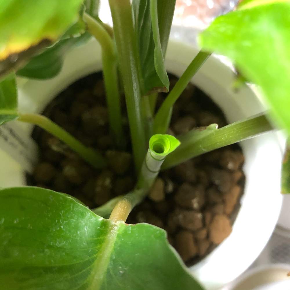 カラテアの投稿画像 By Nagyさん カラテア オルビフォリアと観葉植物と岩手県とおうち園芸 21月2月4日 Greensnap グリーンスナップ