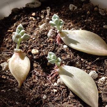 さしめの投稿画像一覧 Greensnap グリーンスナップ