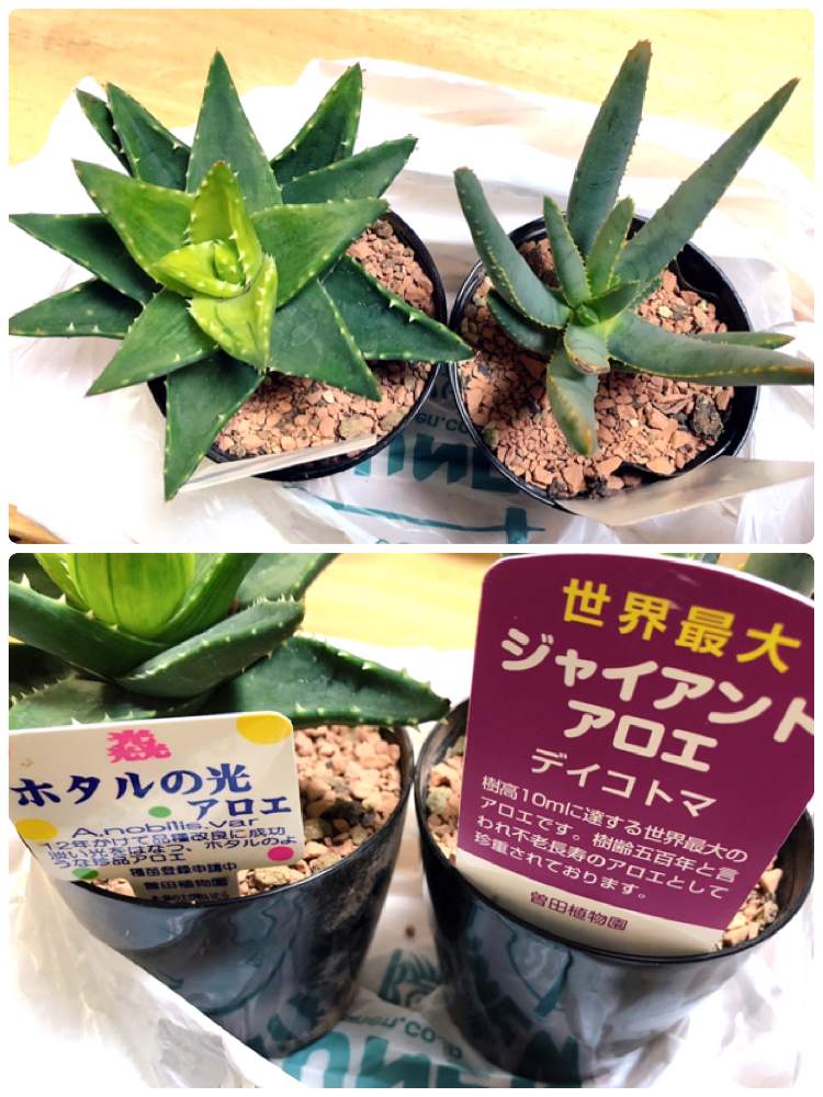 多肉植物の投稿画像 By ウシヲ さん アロエ科と観葉植物とアロエホタルの光とおうち園芸とミニ観葉とアロエ ディコトマとアロエ属と多肉女子とlove Greenと観葉植物のある暮らしと不夜城アロエ 21月2月4日 Greensnap グリーンスナップ