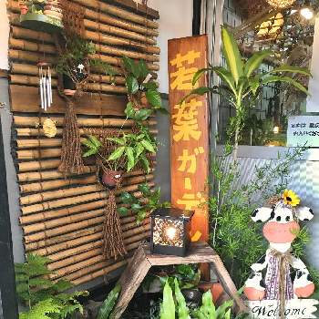 若葉ガーデンの投稿画像一覧 Greensnap グリーンスナップ