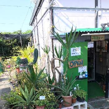 若葉ガーデンの投稿画像一覧 Greensnap グリーンスナップ