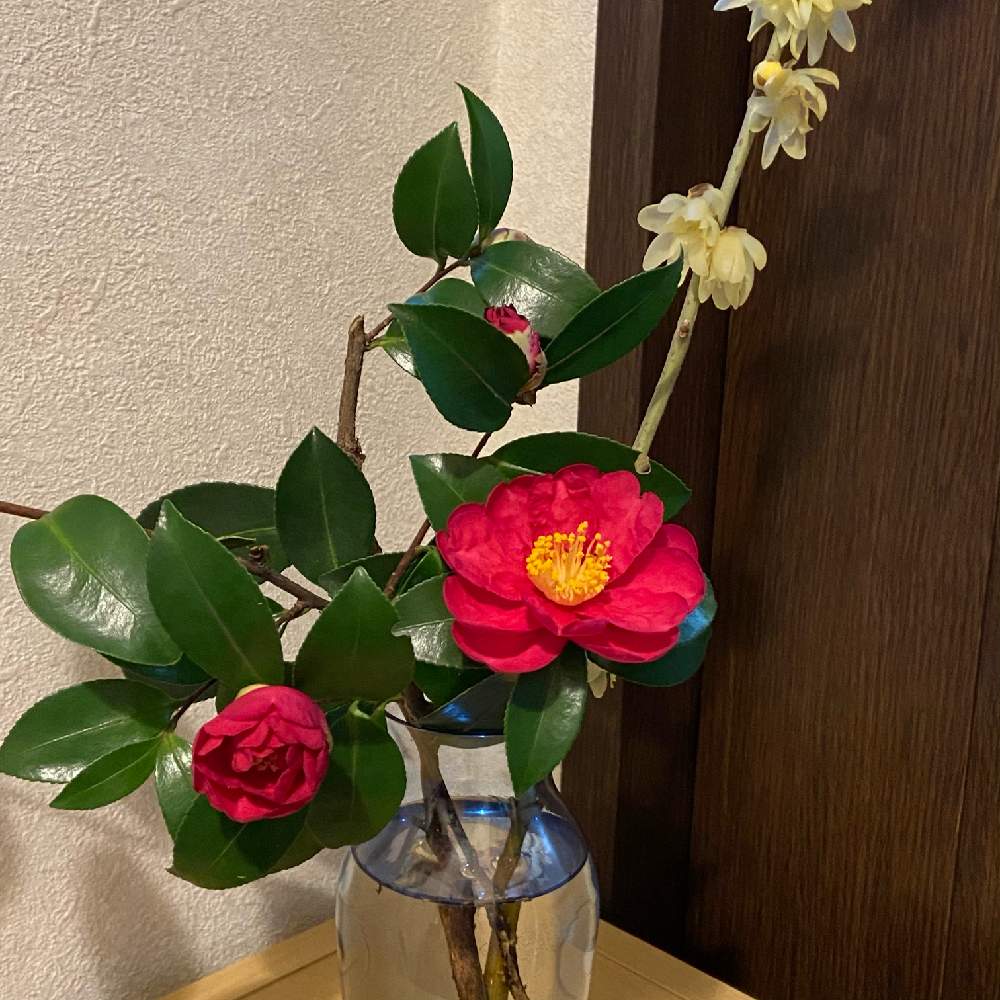 山茶花の投稿画像 By パステルさん 山茶花 サザンカ と蝋梅 ロウバイ と階段 廊下と京都タニラーと和の花瓶がない とおうち園芸と可愛い と花のある暮らしと京都タニラーと和の花瓶がないとおうち園芸と可愛い と花のある暮らし 21月2月4日 Greensnap