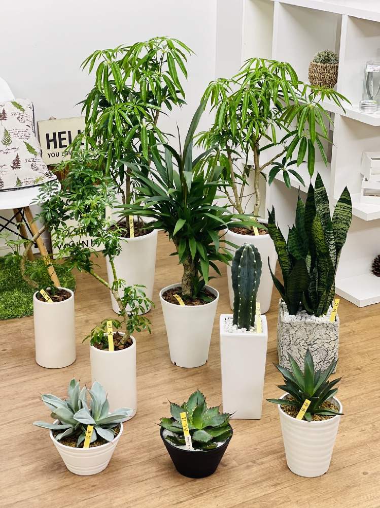 シェフレラ アンガスティフォリアの投稿画像 By E Ranさん アガベ ブルーグローとコルジリネ ストリクタ とサンスベリアゼラニカと柱サボテン 鬼面角とアガベ ドラゴントゥースとアガベ チタノタ ブラックアンドブルーとシェフレラコンパクタ クィーンと観葉植物を