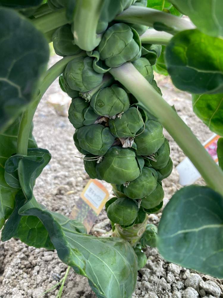 芽キャベツの投稿画像 By Dp106さん 家庭菜園とおうち園芸とおうちde菜園 21月2月4日 Greensnap グリーンスナップ