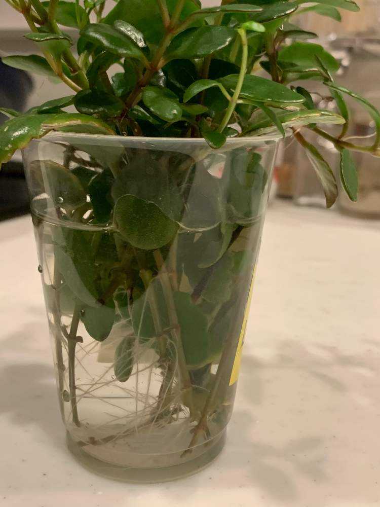 カランコエテッサの挿し木をしてみました｜?GreenSnap（グリーン 