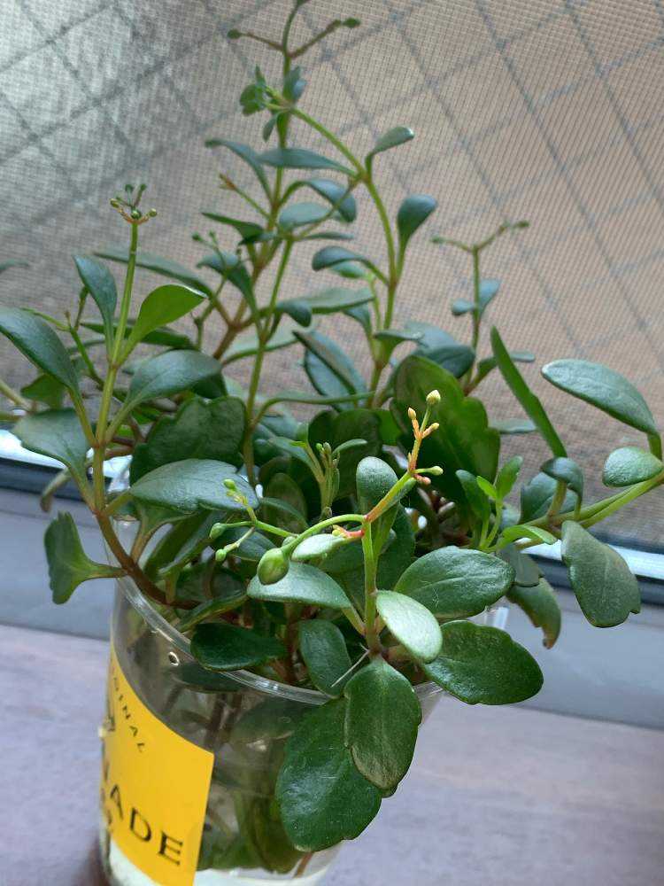 カランコエテッサの挿し木をしてみました｜?GreenSnap（グリーン 