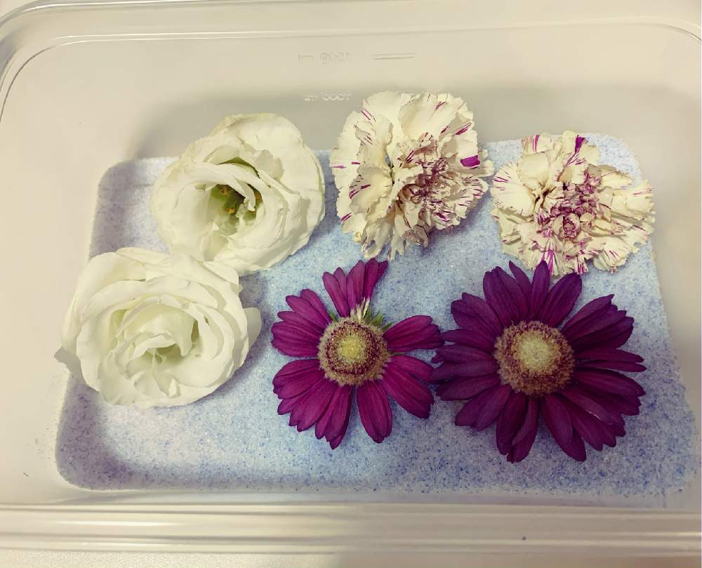 カーネーション の投稿画像 By Shiho さん ばら バラ 薔薇とドライフラワーとシリカゲルと初心者とはなのある暮らしと花の宝石箱とレカンフラワーと可愛いと ガーベラ 21月2月4日 Greensnap グリーンスナップ