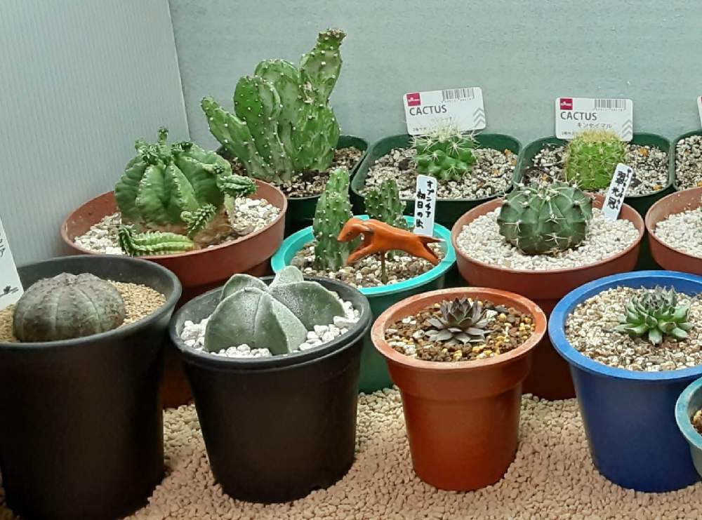 多肉植物の投稿画像 By 14da 3270さん サボテン科と簡易温室と60cm水槽 21月2月4日 Greensnap グリーンスナップ