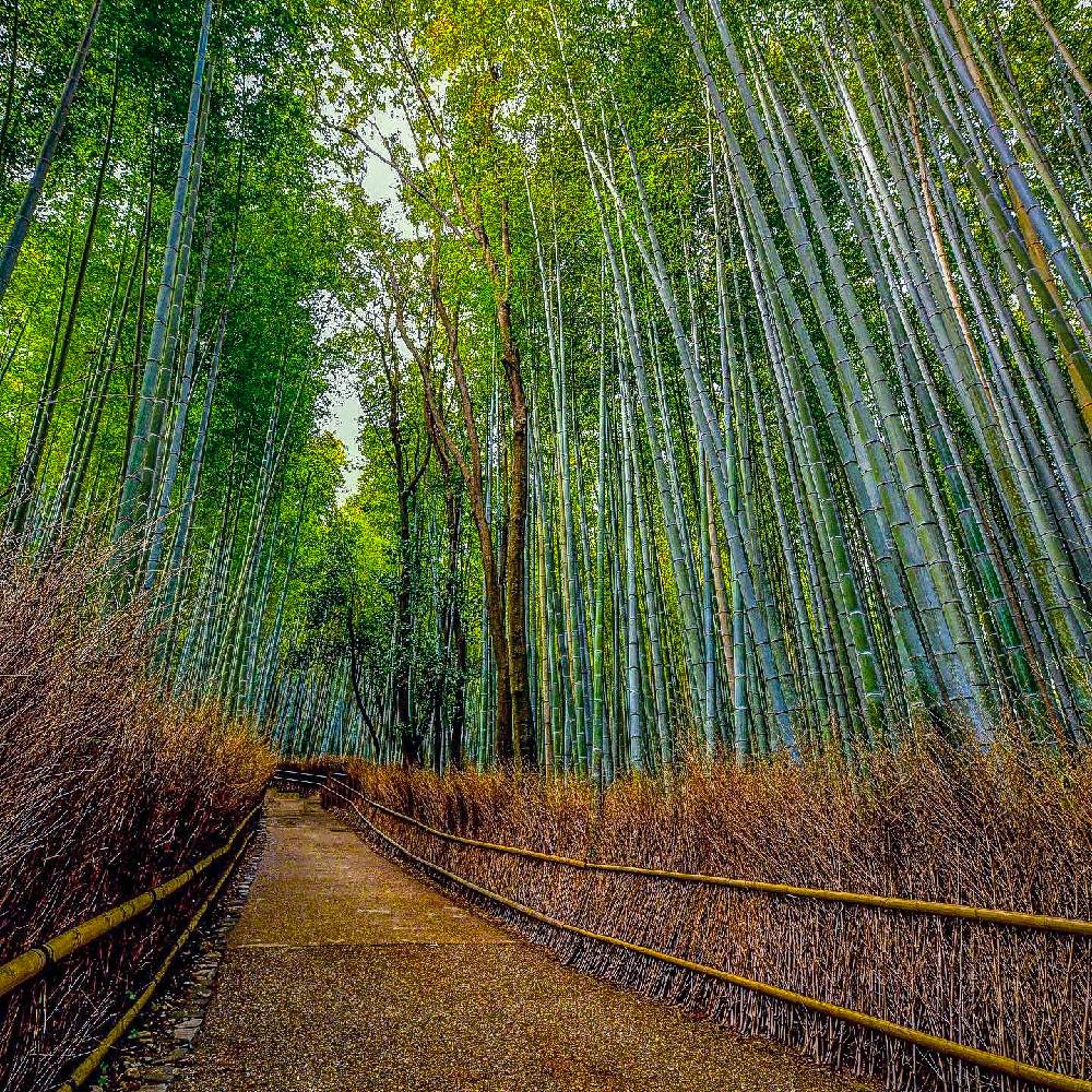 お出かけ先の画像 by ひろさんさん | お出かけ先と竹林の小径と京都  嵐山竹林の小径
