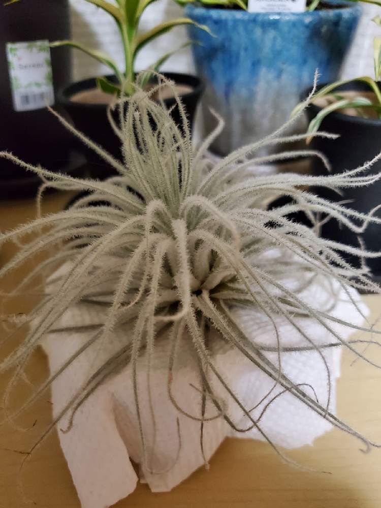 エアプランツ女子の投稿画像 By アールグレイlさん 観葉植物とチランジア テクトラムと令和と植中毒と今日の一枚と北海道とgreen Up と エアープランツ チランジア 21月2月5日 Greensnap グリーンスナップ