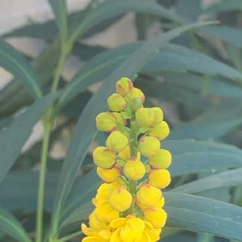 細葉柊南天の投稿画像一覧 Greensnap グリーンスナップ