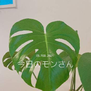 さむい～の画像 by yukaさん | 部屋とモンステラと観葉植物とさむい～と成長と緑の葉と元気と成長記録とおおきくなあれ
