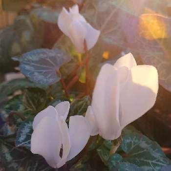 ガーデンシクラメンの花の投稿画像一覧 Greensnap グリーンスナップ
