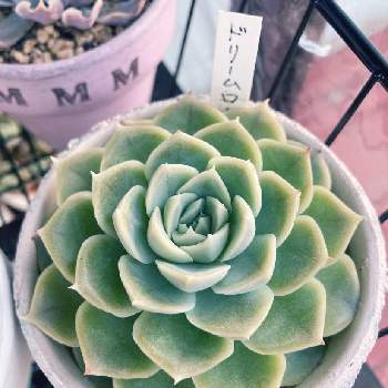 ドリームローズの投稿画像一覧 Greensnap グリーンスナップ