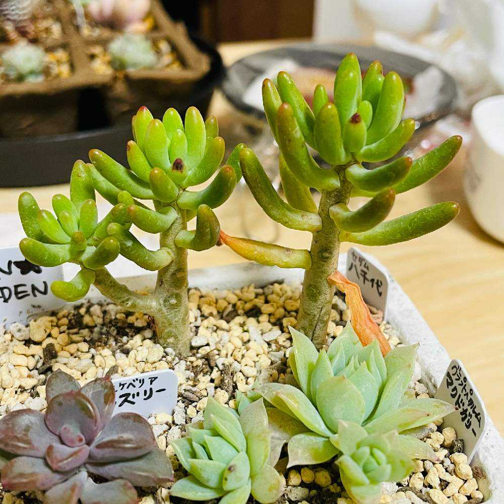 多肉植物 購入 21 0117 から復活日記 Greensnap グリーンスナップ 多肉植物 購入 21 0117 から復活日記 Greensnap グリーンスナップ