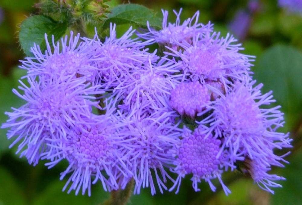 アゲラタムの投稿画像 By Chacoさん 可愛いと鮮やか と花のある暮らし 21月2月5日 Greensnap グリーンスナップ