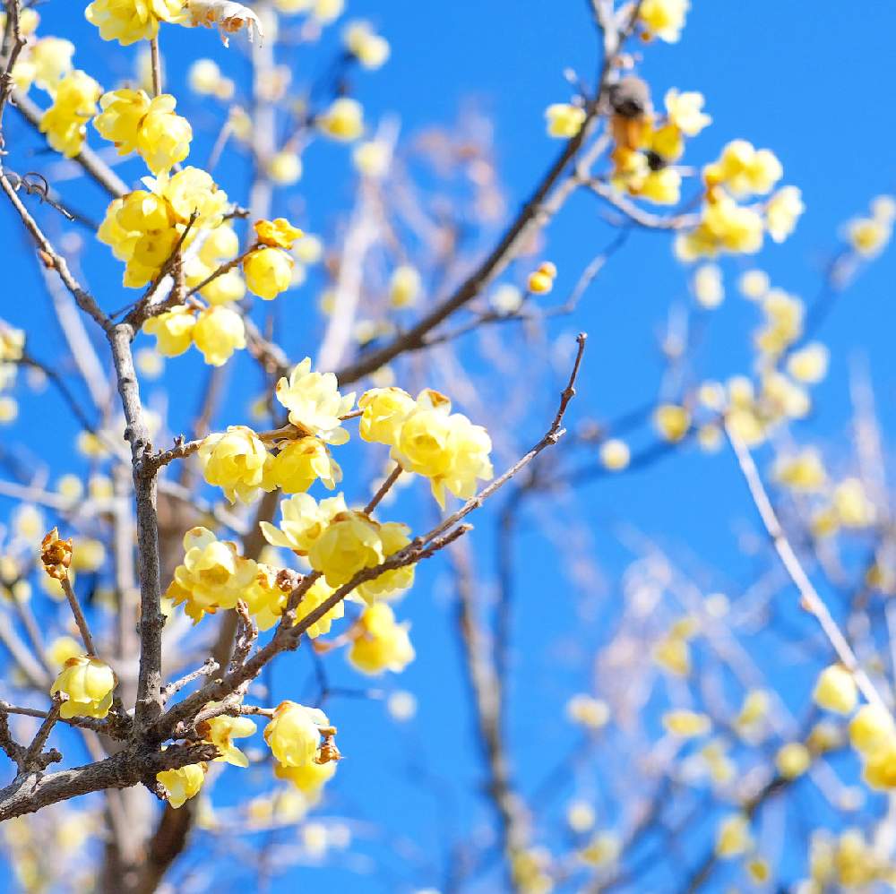 花のある空間の投稿画像 By おはぎさん 癒しとおさんぽと花のある生活と癒され風景と花のある暮らしとかわいいな と花は癒やし とやっぱり花が好き と シクラメンと蝋梅の花 21月2月5日 Greensnap グリーンスナップ