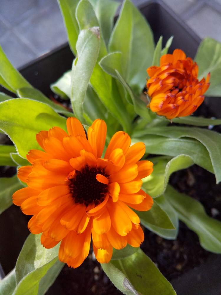 ありがとう の投稿画像 By ナミママさん おうち園芸と花に魅せられてとガーデニングと花のある暮らしとかわいいな 21月2月5日 Greensnap グリーンスナップ