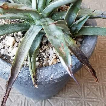 アガベ マクロアカンサの投稿画像一覧 Greensnap グリーンスナップ