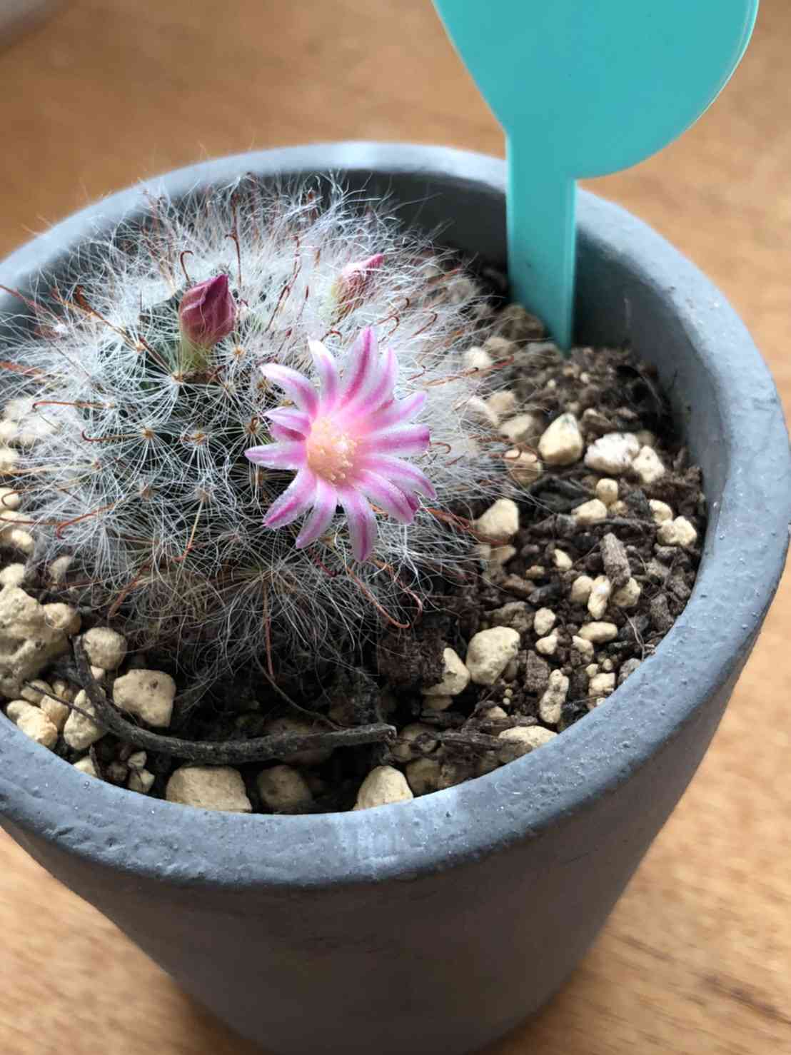 65 サボテン コウカマルの成長記録 2021/3/6更新｜🍀GreenSnap