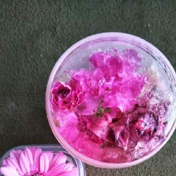 凍ってる花の投稿画像一覧 Greensnap グリーンスナップ