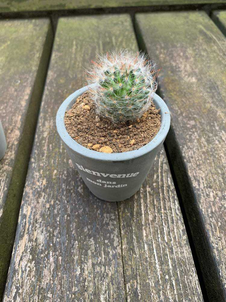 65 サボテン コウカマルの成長記録 21 3 6更新 Greensnap グリーンスナップ