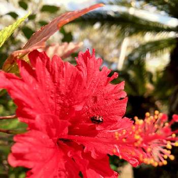 てんとう虫の投稿画像一覧 Greensnap グリーンスナップ