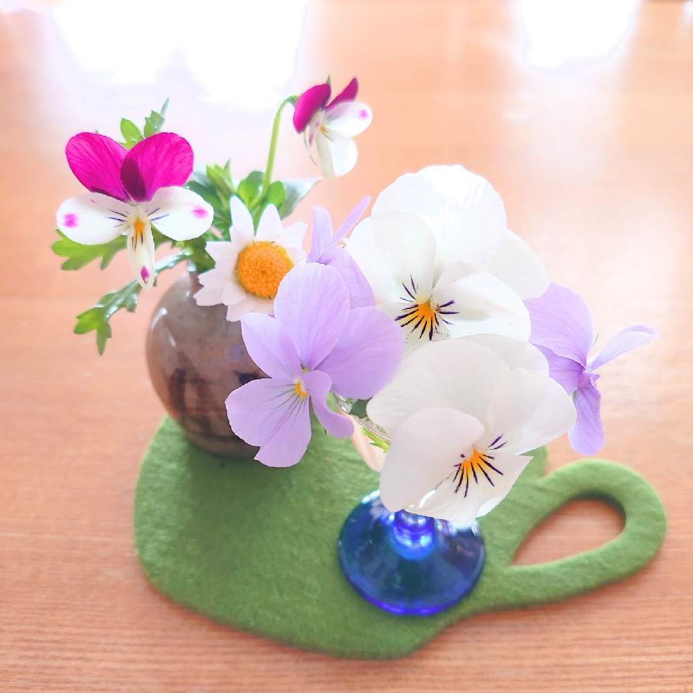 ノースポールの投稿画像 By ほりーさん パンジーとビオラとビオラ ラビットランドと一輪挿しと庭の花と名前の由来とネーミングとガーデニングと花のある暮らしと切り花と地植えとほりー簡単生花 21月2月5日 Greensnap グリーンスナップ