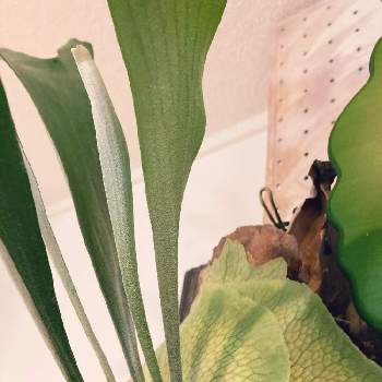 コウモリラン ネザランズの投稿画像一覧 Greensnap グリーンスナップ