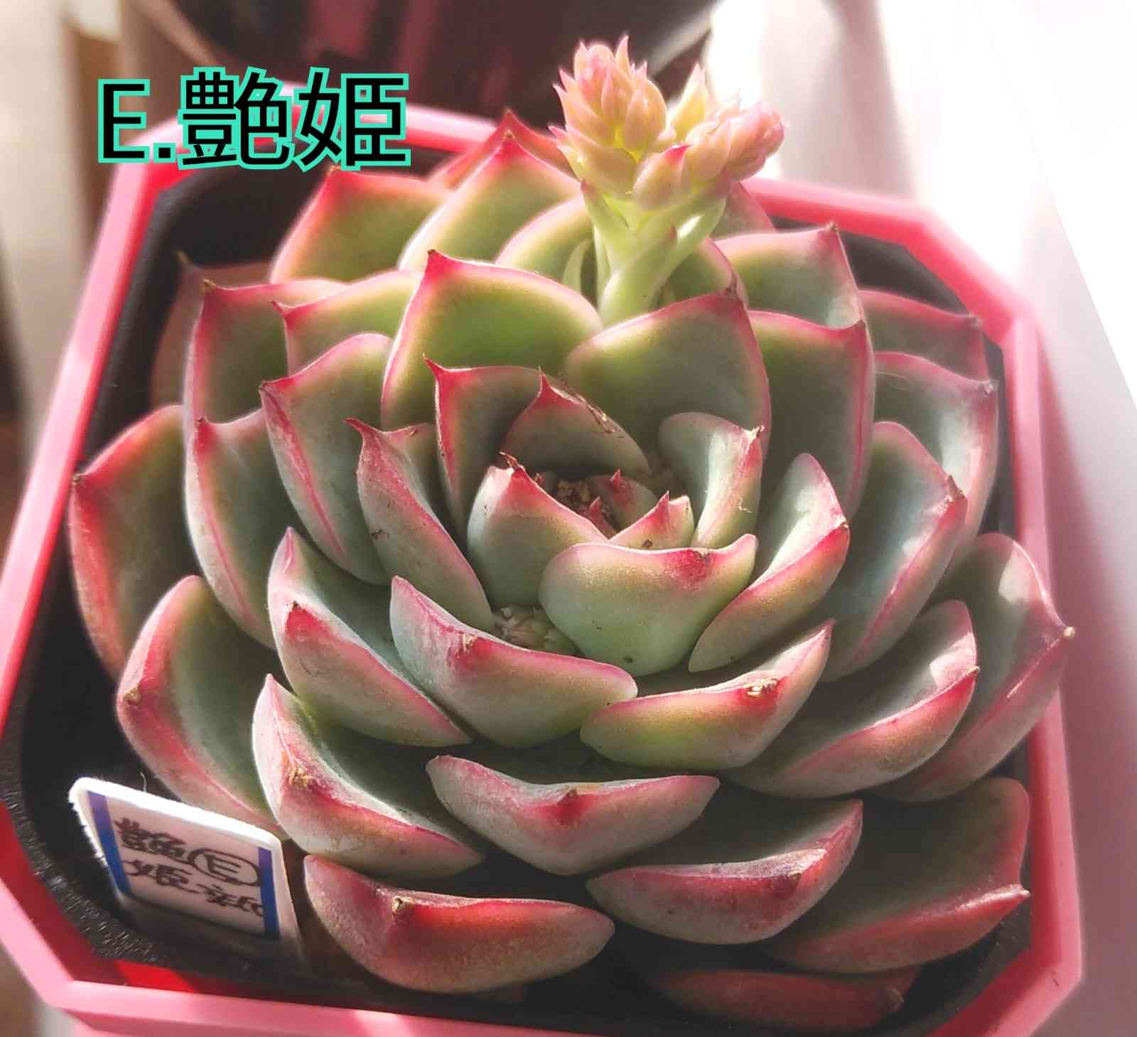 艶姫です｜🍀GreenSnap（グリーンスナップ）