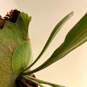 コウモリラン ネザランズの投稿画像一覧 Greensnap グリーンスナップ