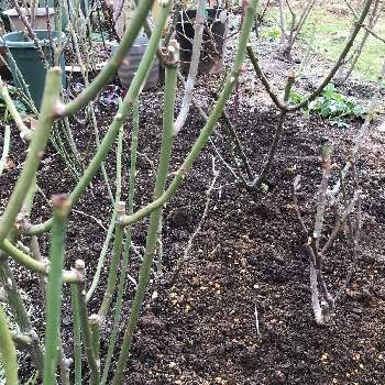 石灰硫黄合剤の投稿画像一覧 Greensnap グリーンスナップ