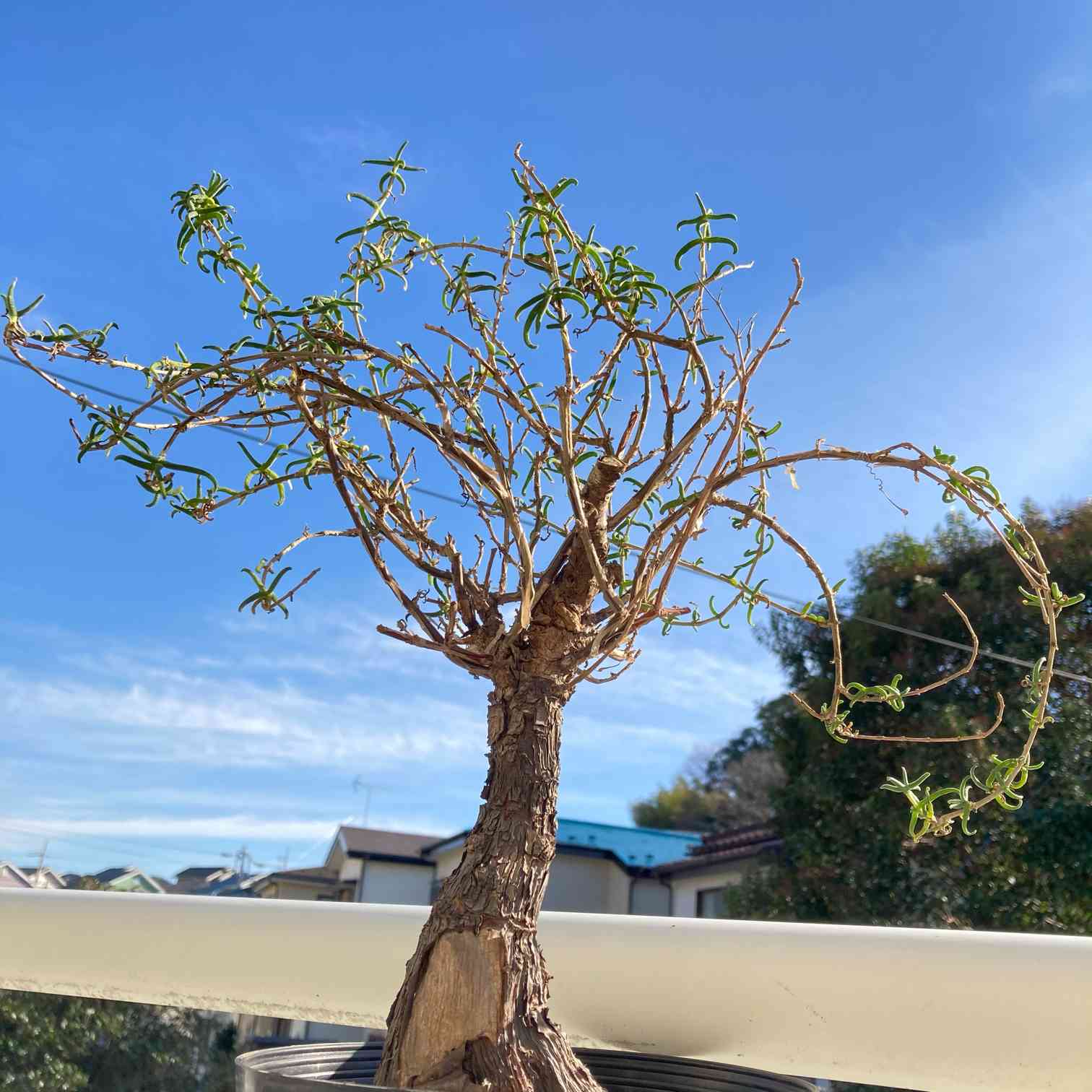 メストクレマ・ツベローサムの一覧｜🍀GreenSnap（グリーンスナップ）