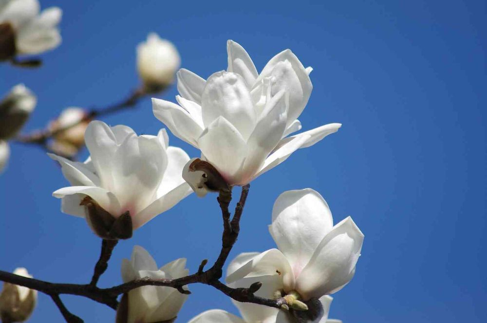 マグノリア の 仲間 たち｜🍀GreenSnap（グリーンスナップ） 