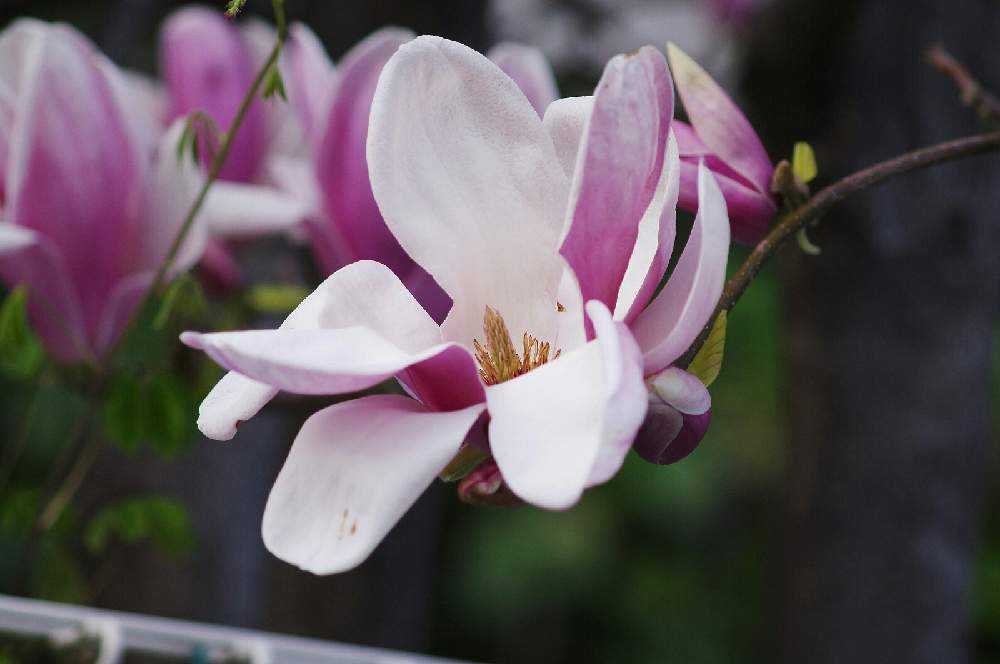 マグノリア の 仲間 たち Greensnap グリーンスナップ