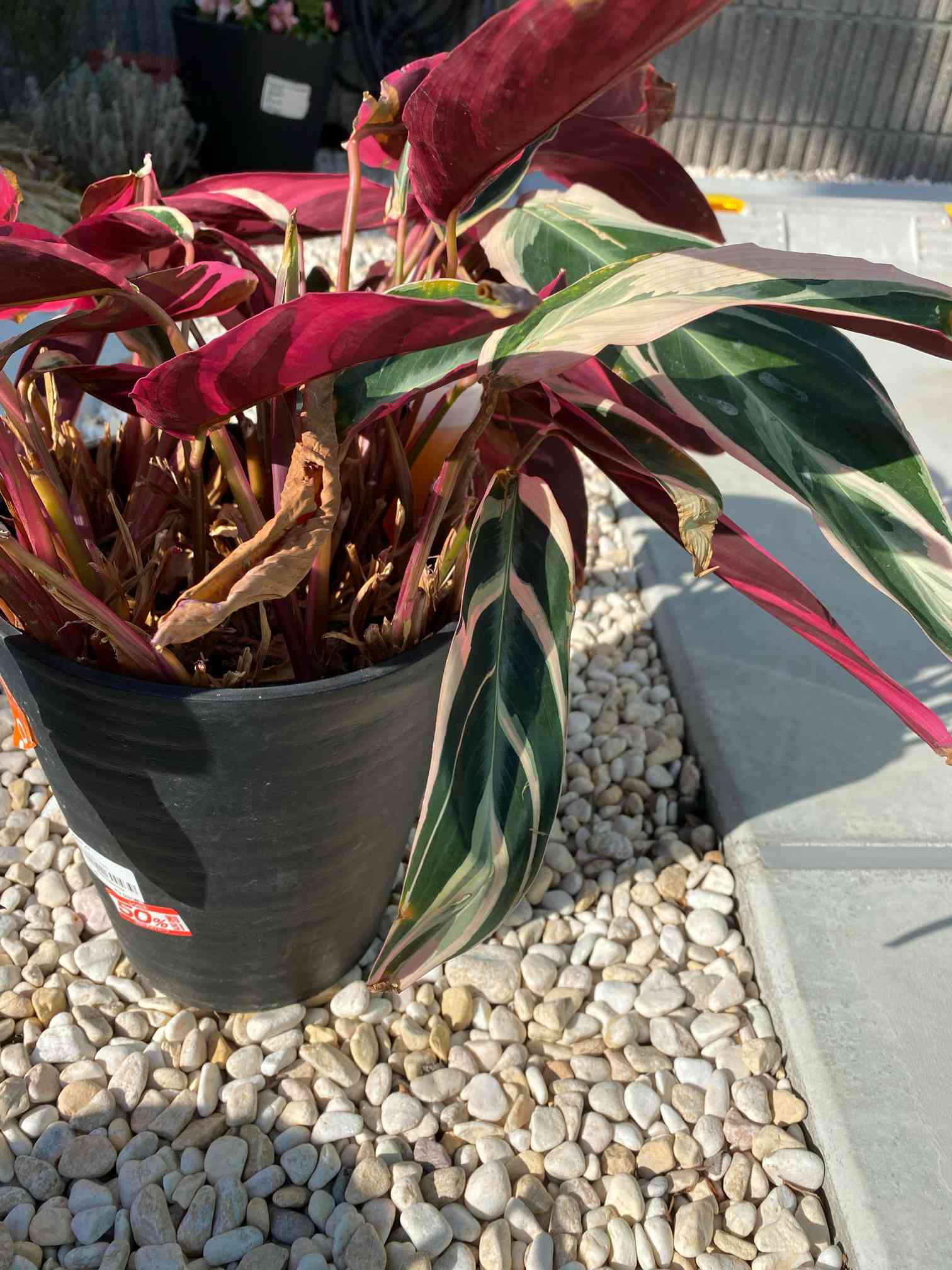 【美苗】激レア　ストロマンテ　トリオスター　斑入り　ゴマ斑　　抜き苗 美苗】激レア ストロマンテ トリオスター 斑入り ゴマ斑 抜き苗 美苗