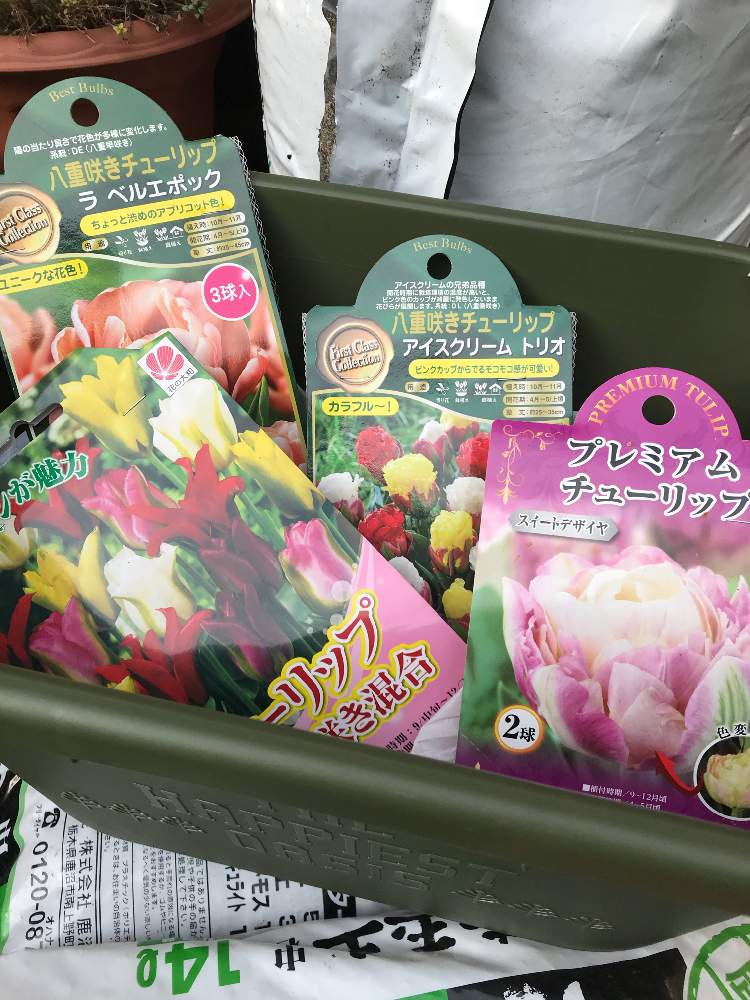 チューリップ球根の投稿画像 By きゃらめる C さん チューリップアイスクリーム と時期外れとチューリップスイートデザイアとビリディ咲きとプレミアム チューリップとお値打ち価格でと芽が出るかな と見切り品救出と春はまだか とチューリップ ラ ベルエポック