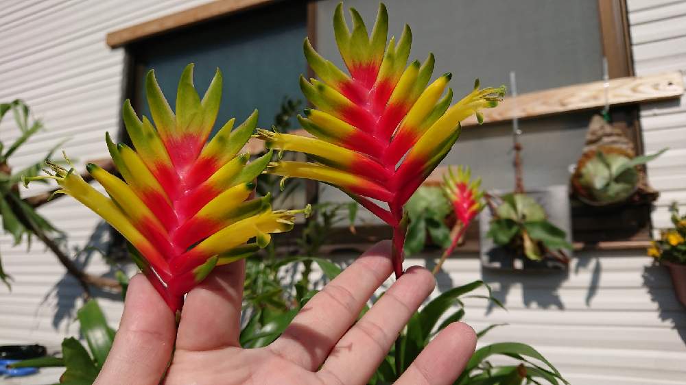 ミニインコアナナスの投稿画像 By Syuu3さん 小さな庭と開花と観葉植物と自然とおうち園芸と温室と植物狂いとdiyとガーデニングとアナナス とジャングル化と楽しいと何でも挑戦と開花と観葉植物と自然とおうち園芸と温室と植物狂いとdiyとガーデニングとアナナスと ミニインコアナナスの投稿画像 By Syuu3さん 小さな庭と開花と観葉植物と自然とおうち園芸と温室と植物狂いとdiyとガーデニングとアナナス とジャングル化と楽しいと何でも挑戦と開花と観葉植物と自然とおうち園芸と温室と植物狂いとdiyとガーデニングとアナナスと