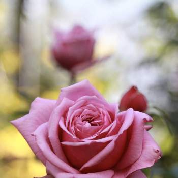 薔薇 ゴッドフリーウィンの投稿画像一覧｜🍀GreenSnap（グリーンスナップ）