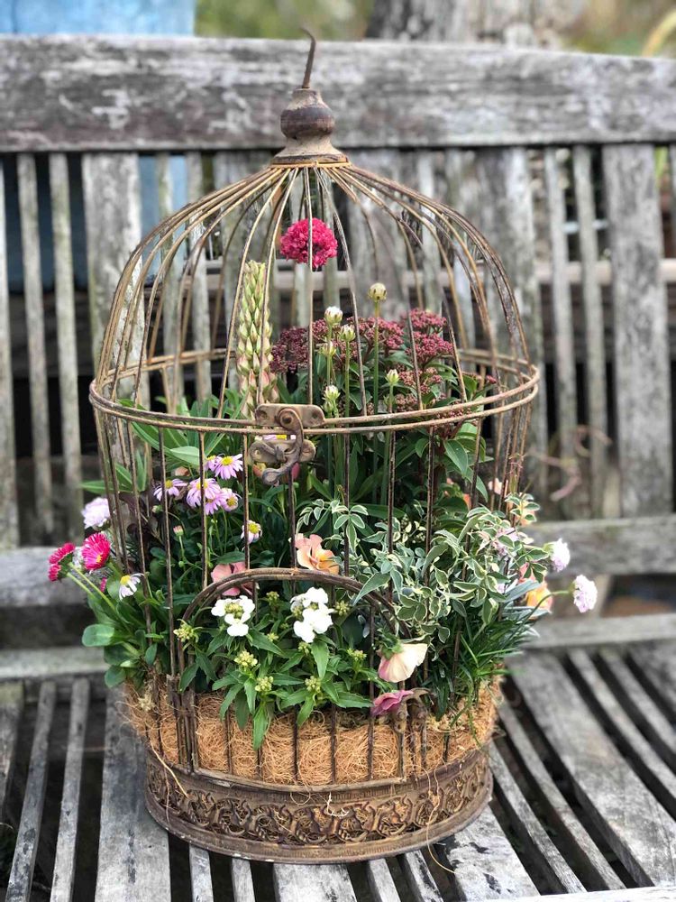 アンティークな鳥かごを使った初春の寄植え｜?GreenSnap（グリーン 