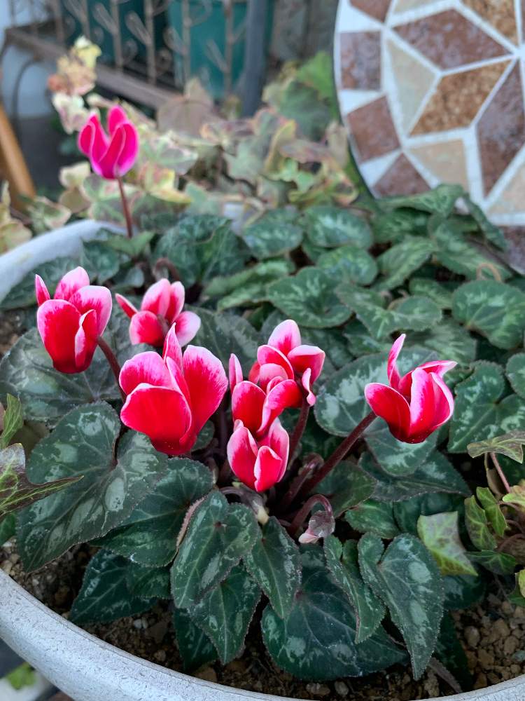 ガーデンシクラメンの投稿画像 By Viola036さん 葉っぱも可愛い とラブリー とありがとう と競演 とおうち園芸と今日の一枚と花のある暮らし 21月2月5日 Greensnap グリーンスナップ