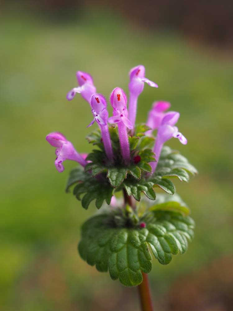 ホトケノザの投稿画像 By うらさん 山野草と野草と里山と山野草と野草と里山 21月2月5日 Greensnap グリーンスナップ Greensnap グリーンスナップ