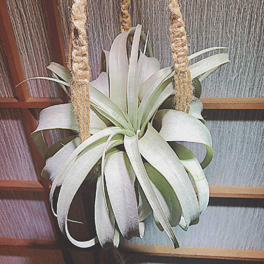 エアープランツの投稿画像 By にゃん子さん チランジア キセログラフィカとエアプランツと観葉植物 21月2月5日 Greensnap グリーンスナップ